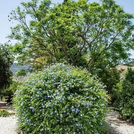 El Limonar
